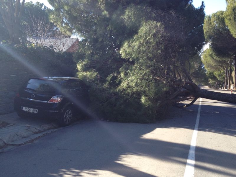EL FUERTE VIENTO PRODUCE LA CAÍDA DE ALGUNOS ÁRBOLES EN LA URBANIZACIÓN