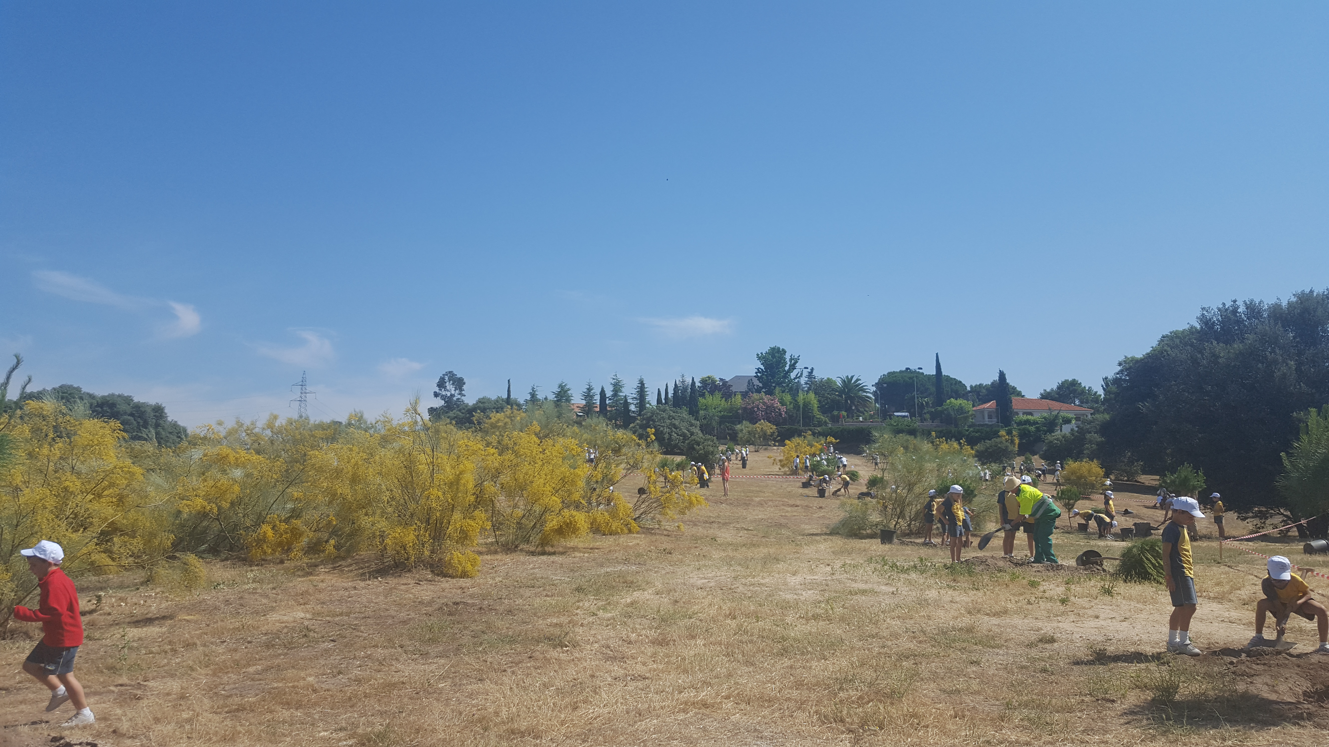 Casi 300 escolares participan en la forestación de una zona despoblada de arbolado en Las Lomas